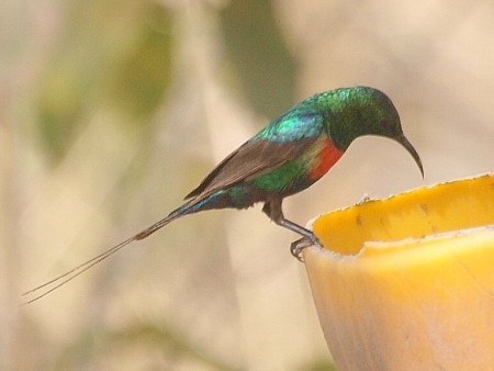 Beautiful Sunbird Brufot Gambia